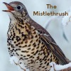 The Mistlethrush