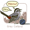 heygraycatbird